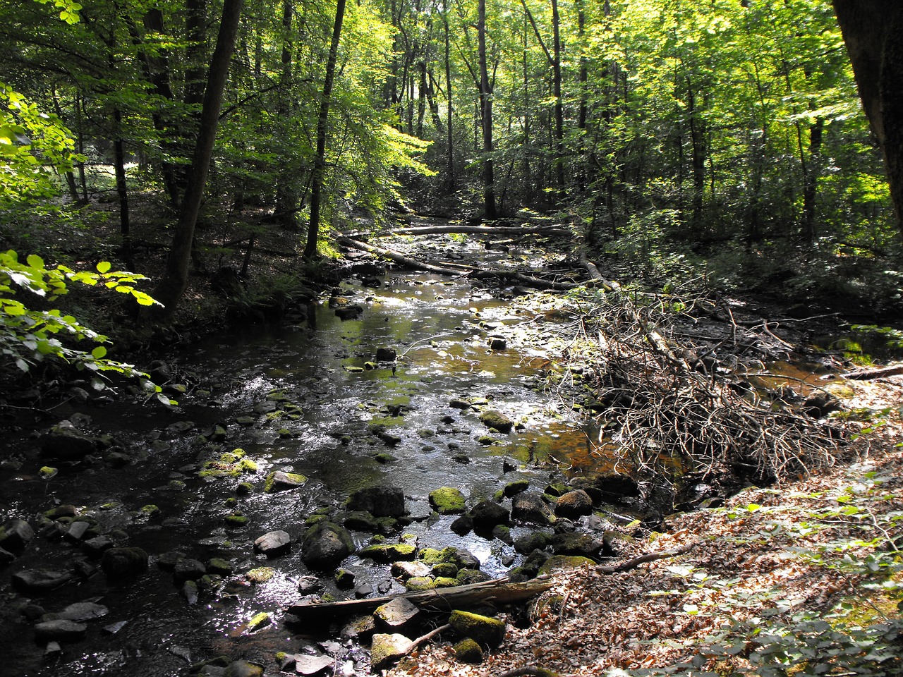 the creek forest summer free photo