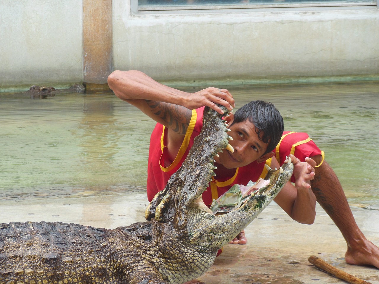 the crocodile farm crocodile farm samut prakan free photo