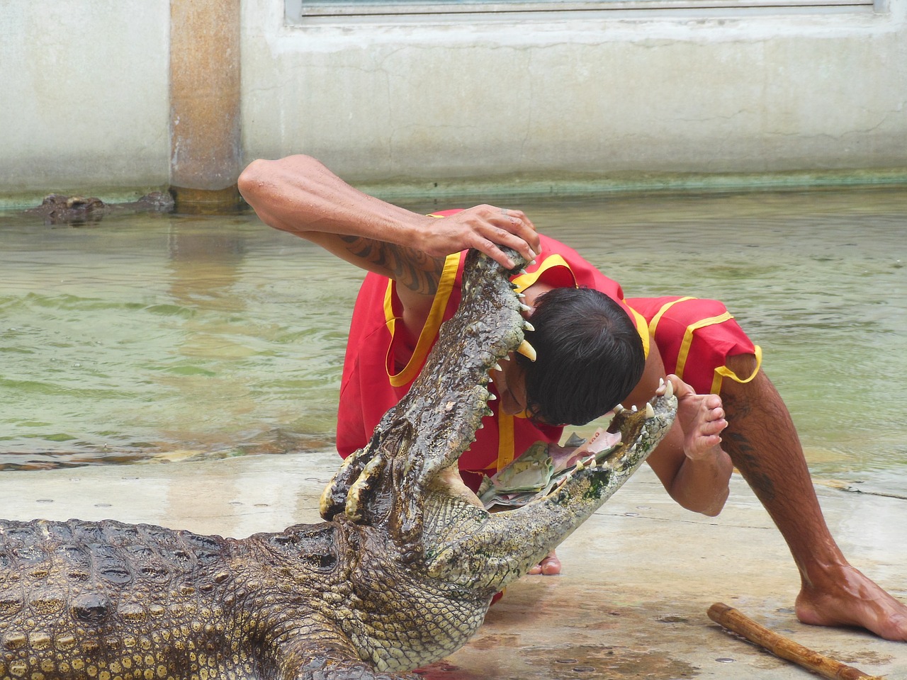 the crocodile farm crocodile farm samut prakan free photo