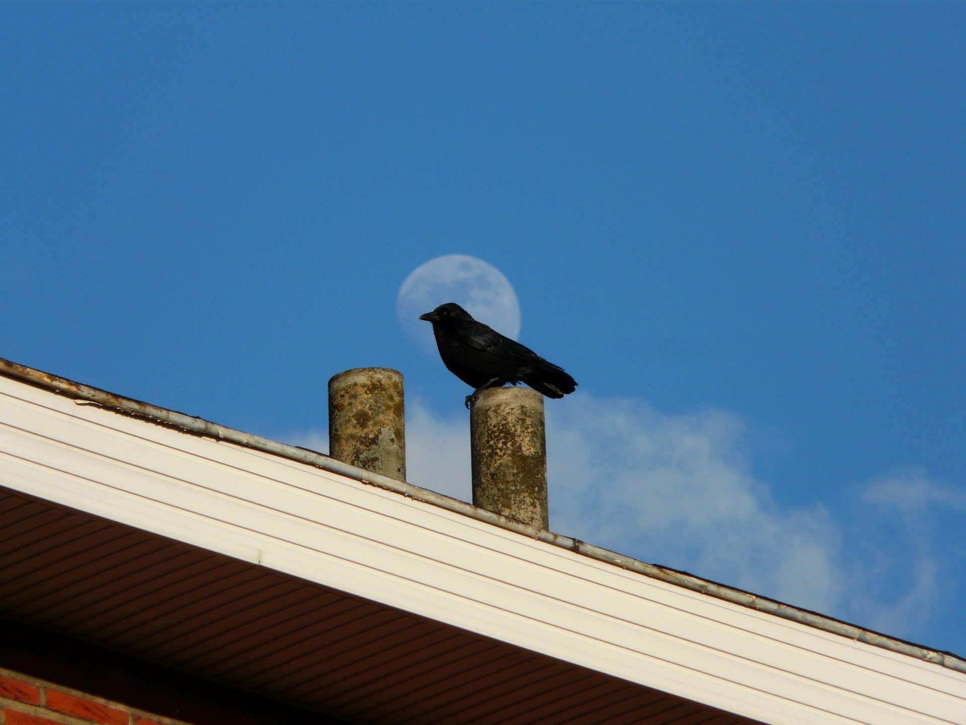 moon crow raven free photo