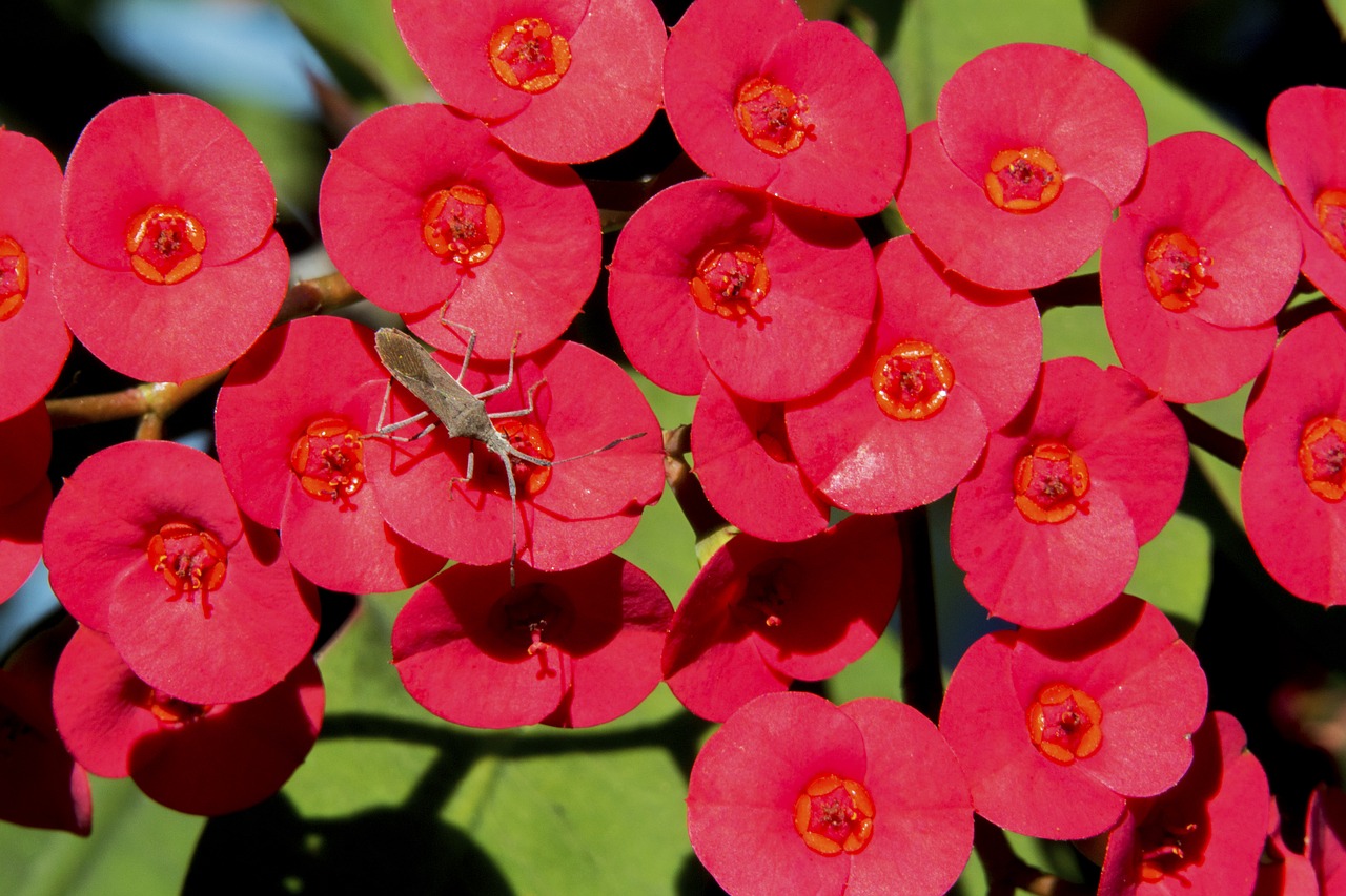 the crown of christ  red flower  insect free photo