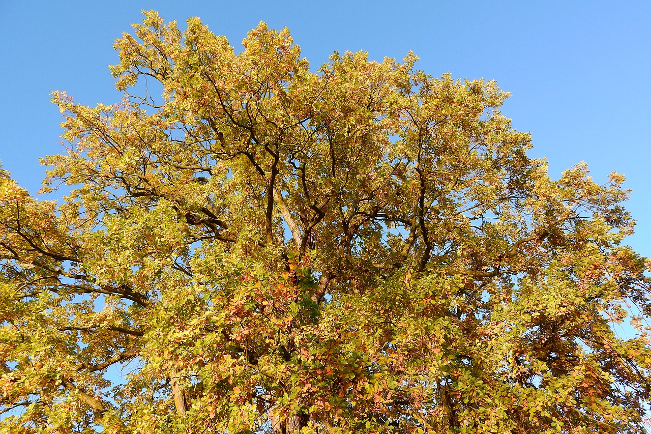 the crown of the tree autumn leaves oak free photo
