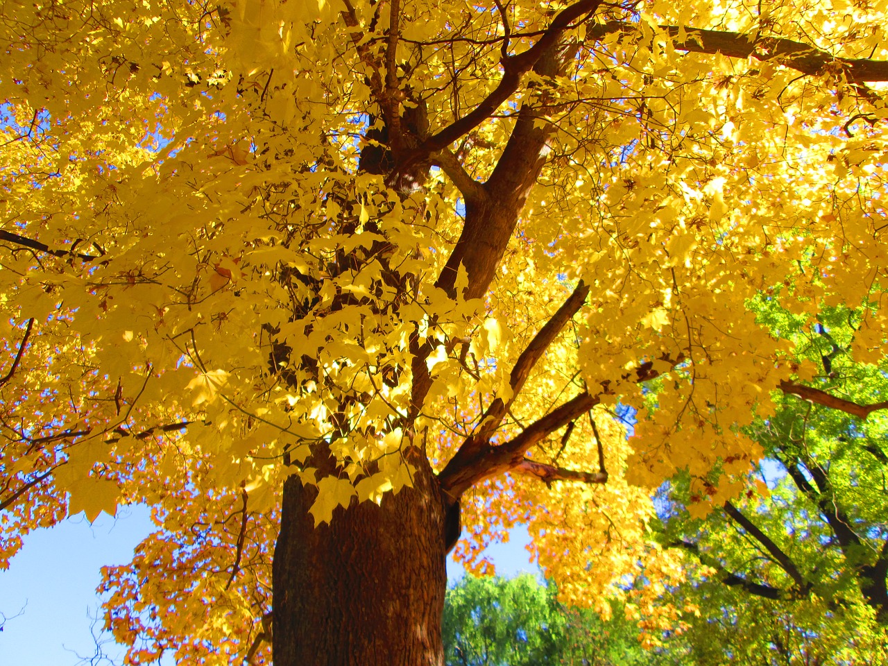 the crown of the tree yellow leaves sky free photo