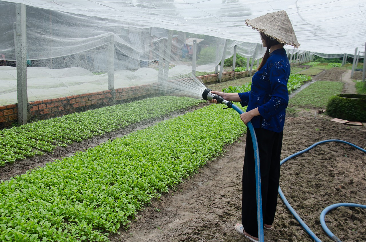 the cultivation service vegetables care free photo