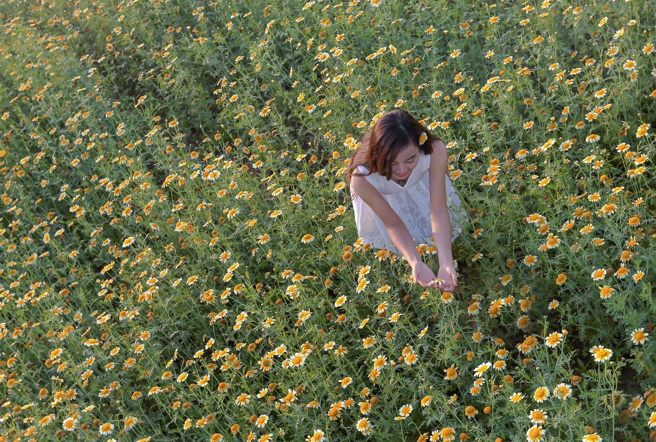 the daisies girl-on application ha noi vietnam free photo