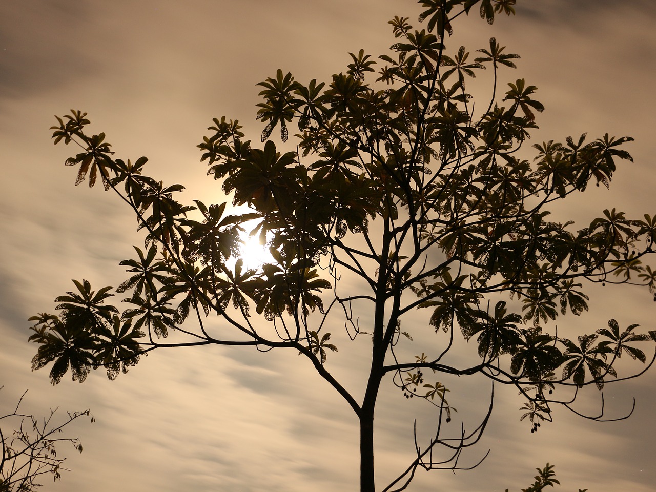 the dark night moon trees free photo