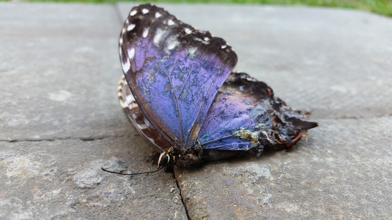 the dead butterfly death animal free photo