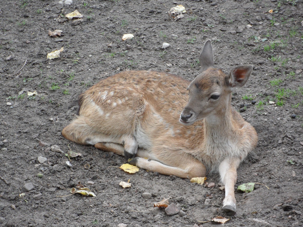 the deer jelonek sarna free photo