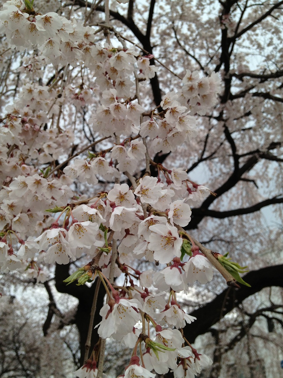 the demands of the cherry blossom peruse the library spring free photo