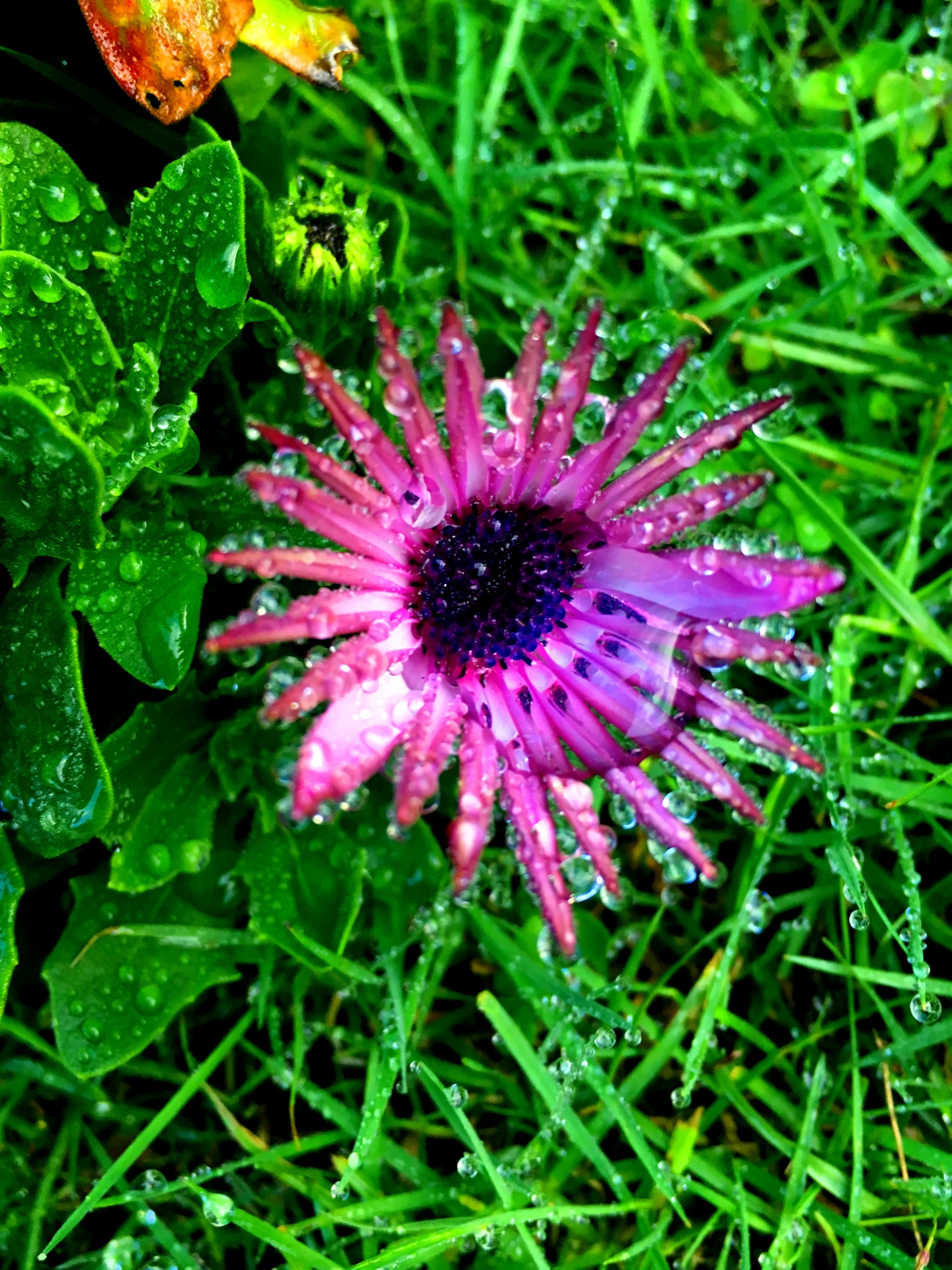 nature flowers drops free photo