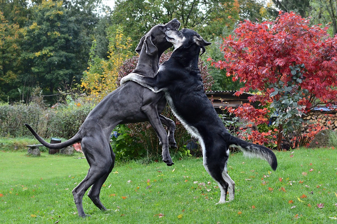 the dog a hug great dane two dogs free photo