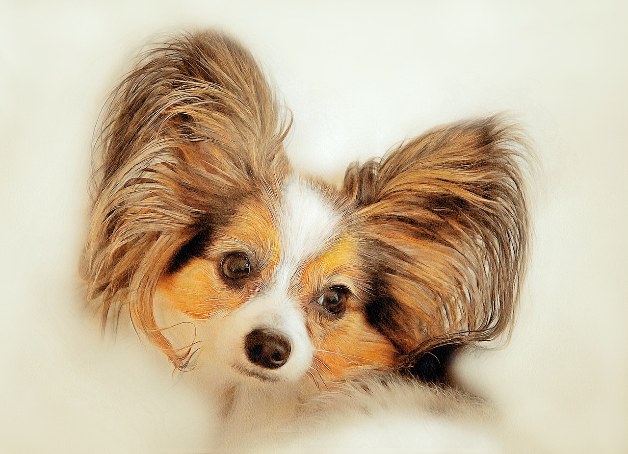 the dog is a purebred puppy portrait free photo