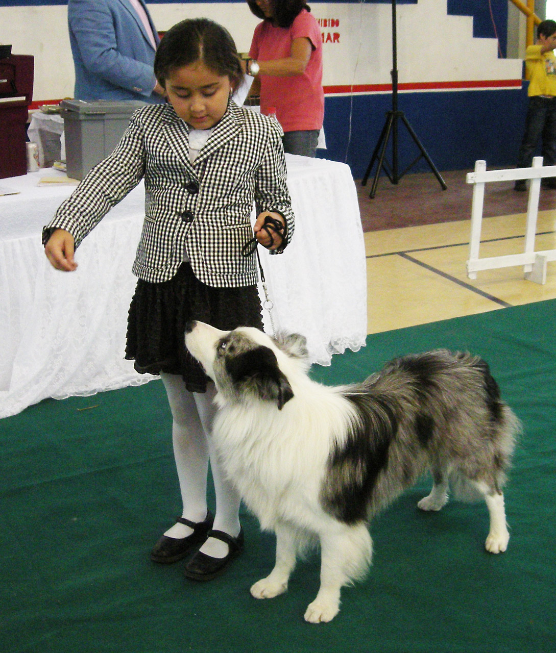 dog show competition free photo