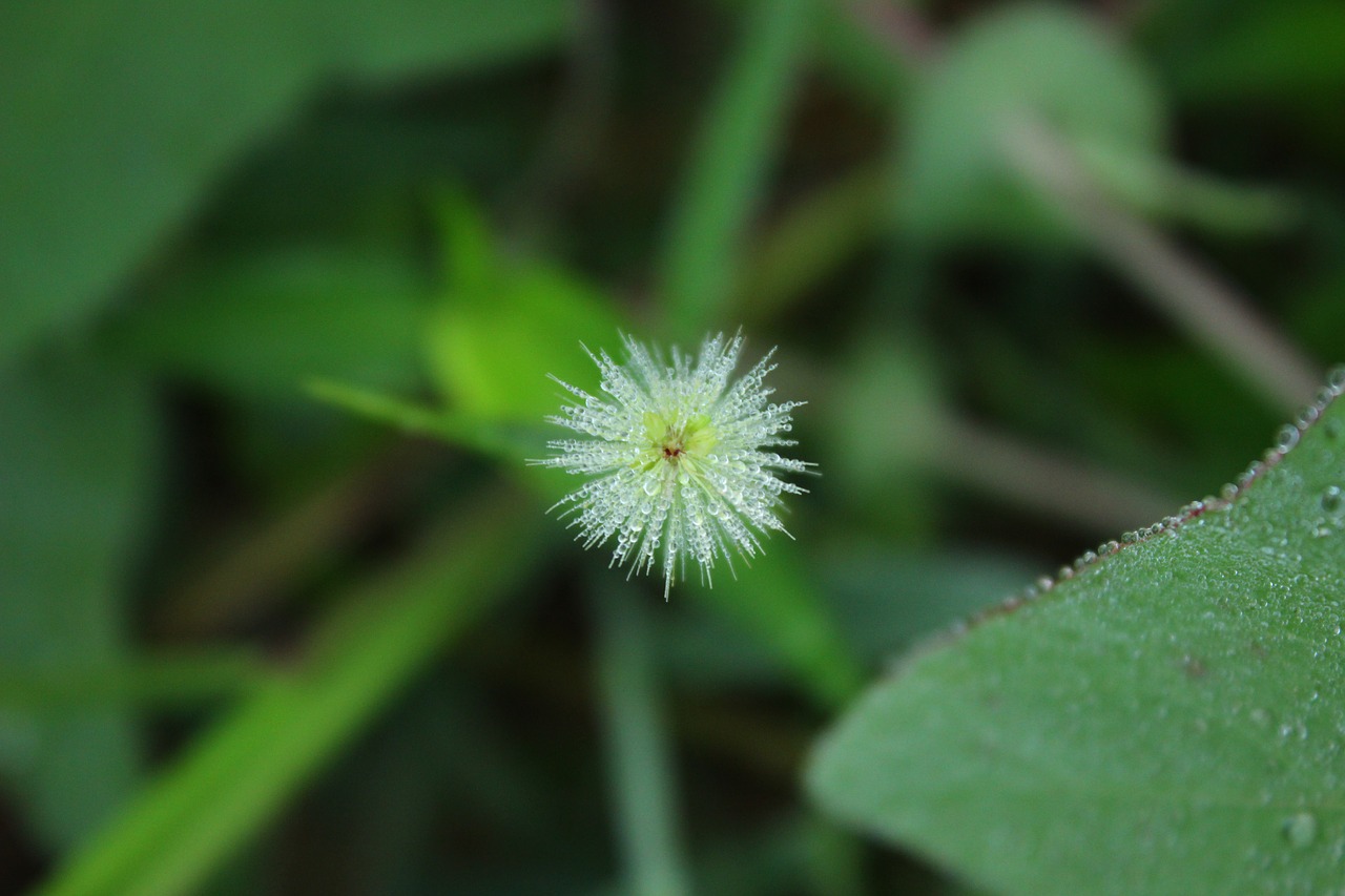 the dog's tail grass plant green free photo