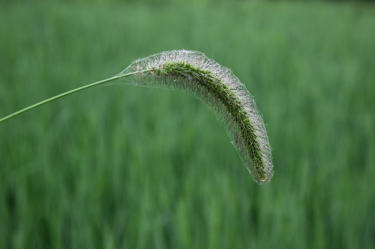 the dog's tail grass plant green free photo