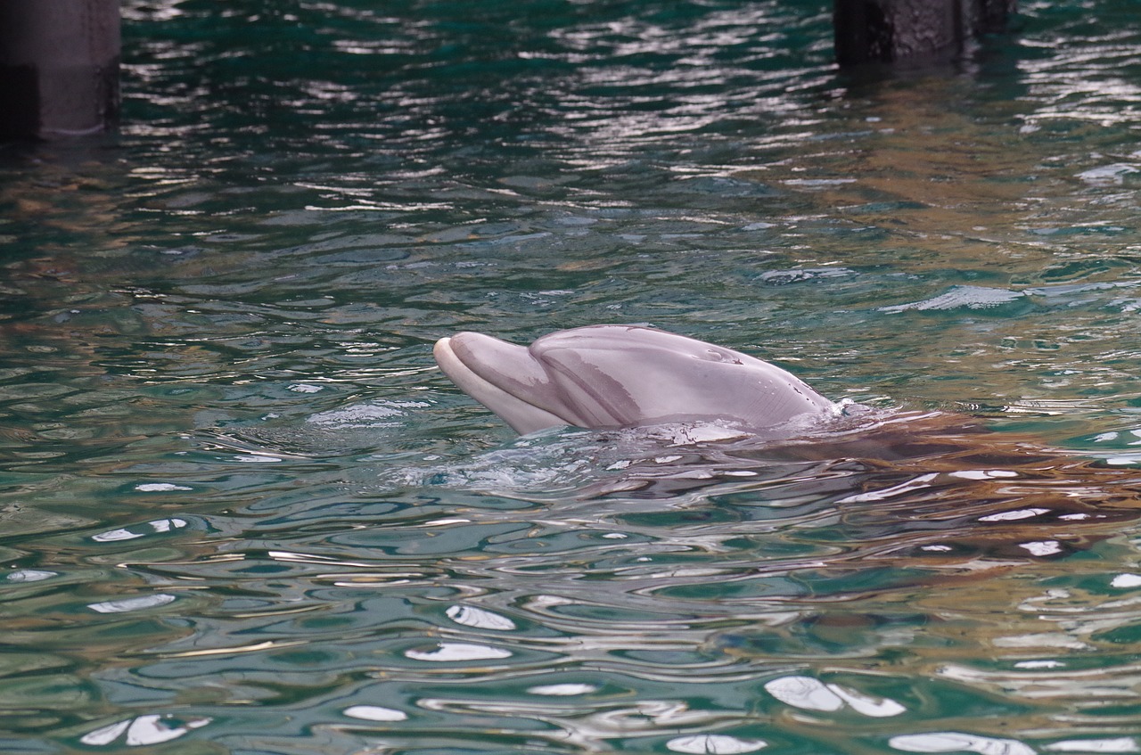 the dolphin  swimming  sea free photo