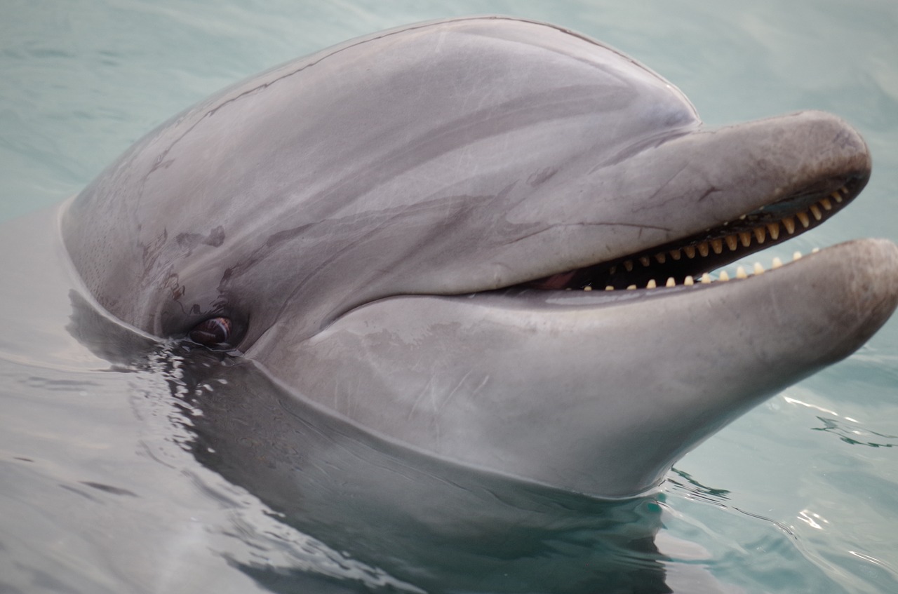 the dolphin  swimming  sea free photo