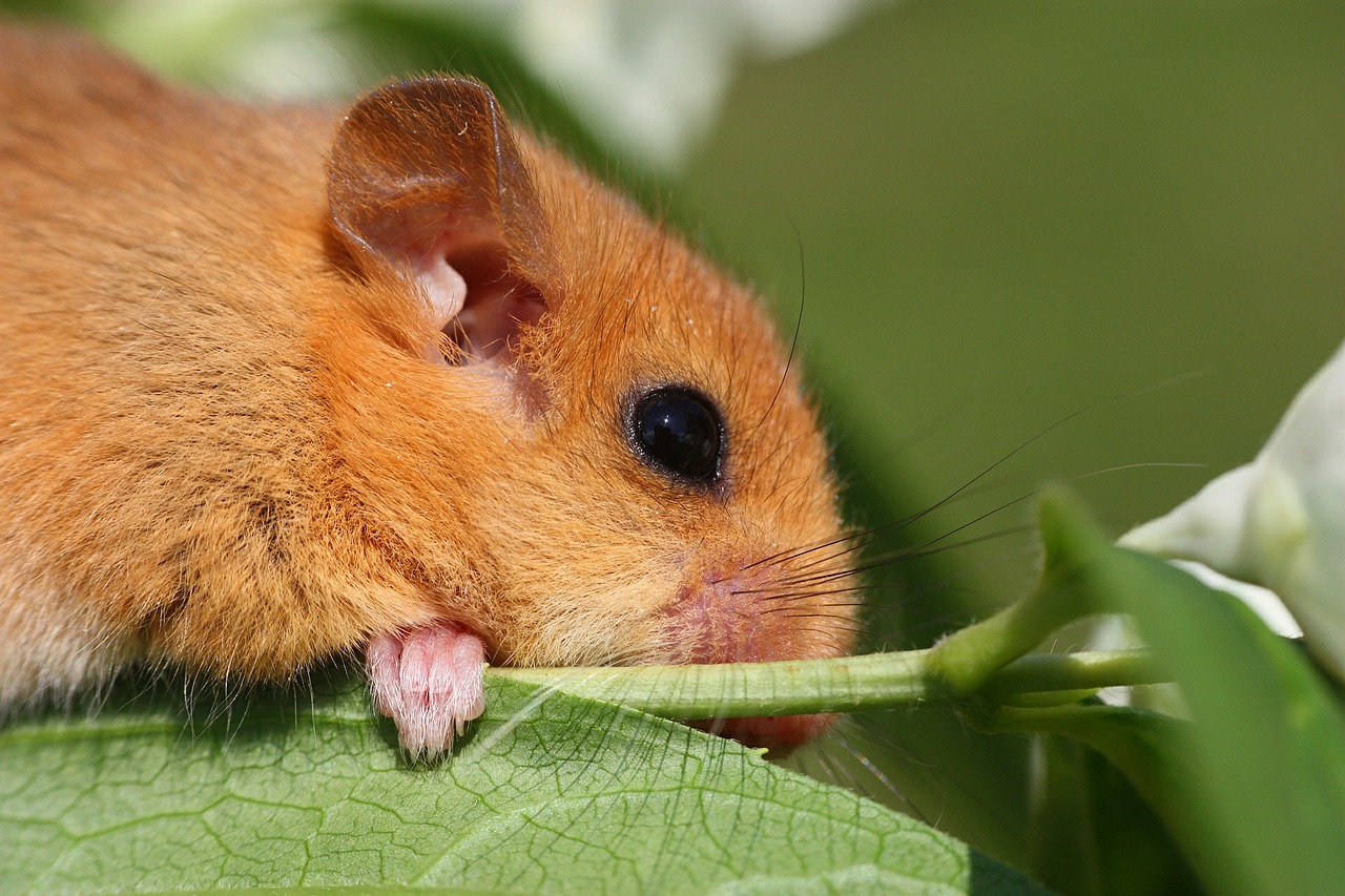 the dormouse animal branch free photo