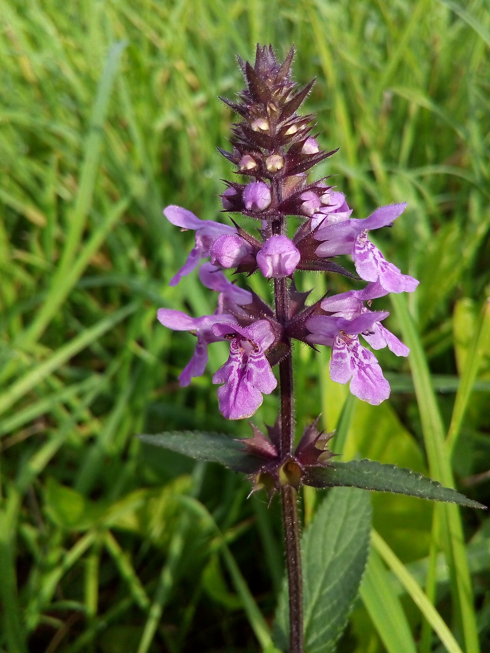 the dragonhead lamiaceae labiatae free photo