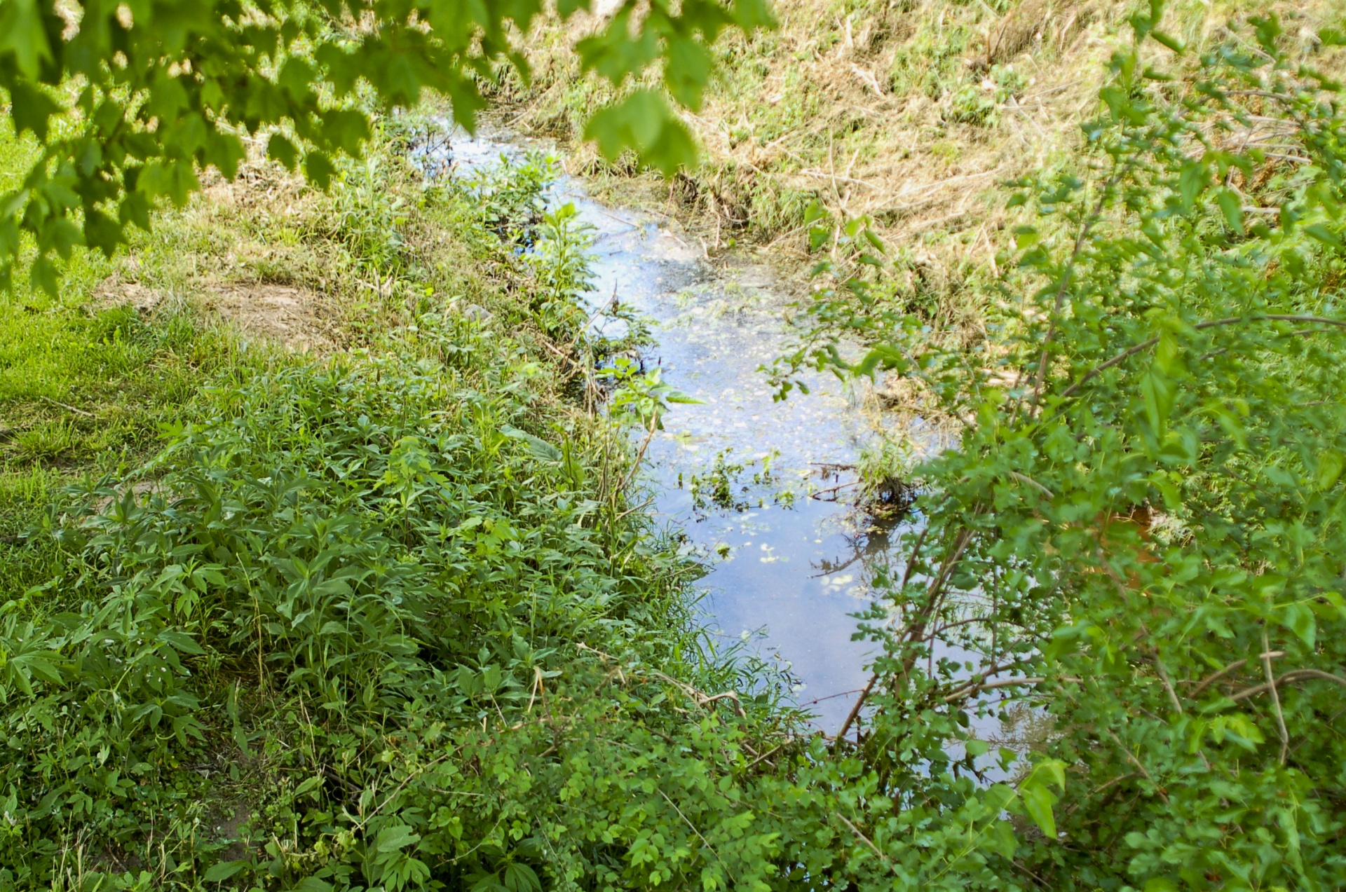 stream creek ditch free photo