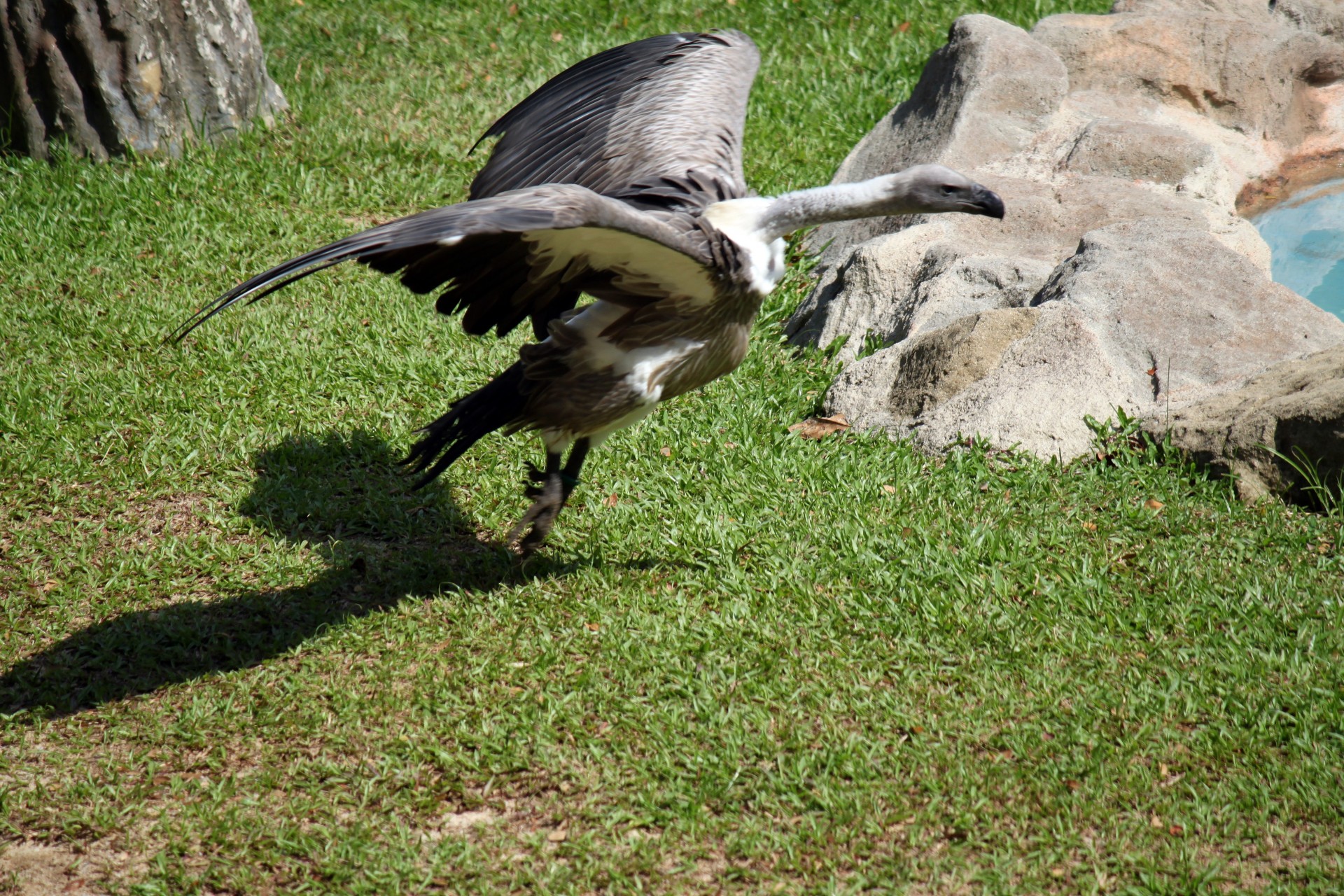 eagle opening wings take off free photo