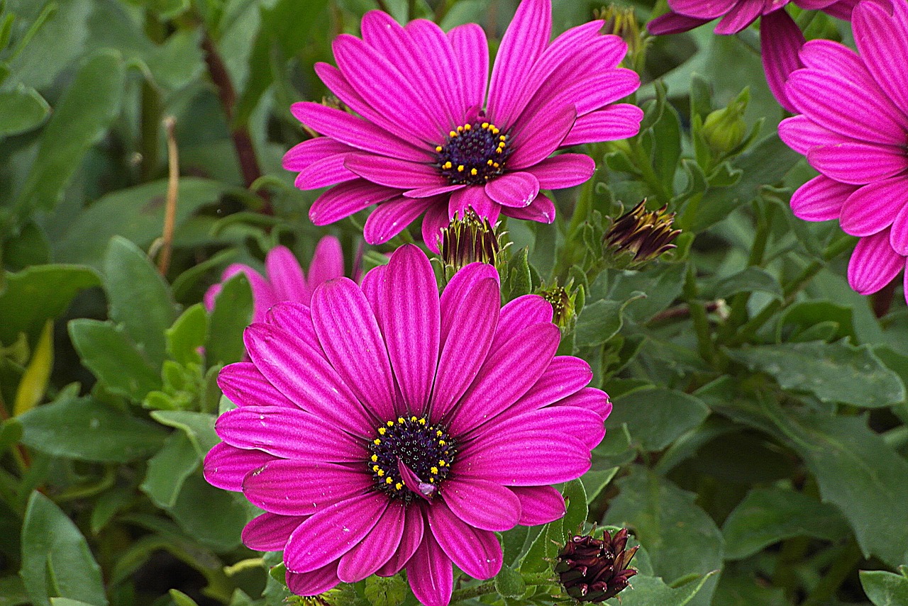 the ear of the bear  arkotis  flowers free photo