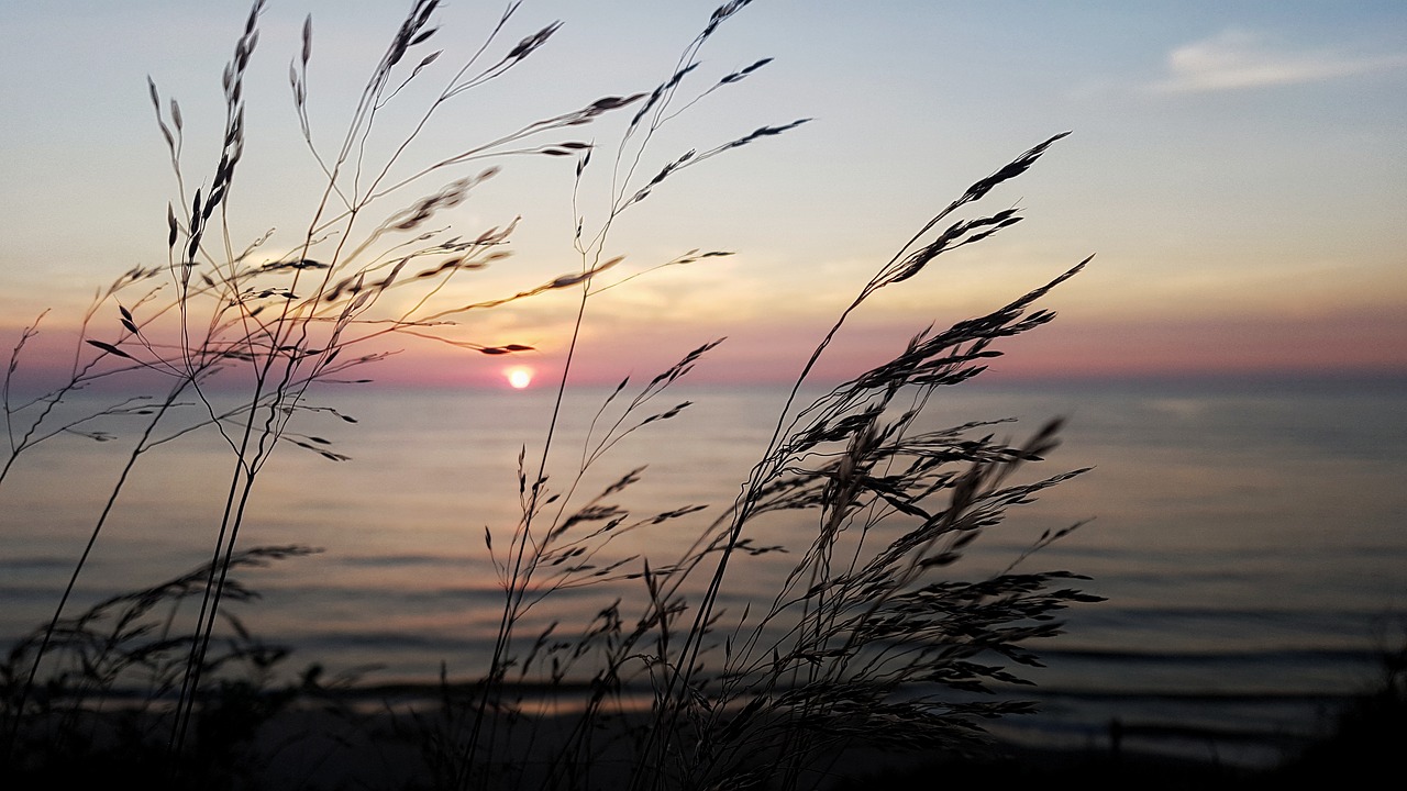 the ecclesia sea grass free photo