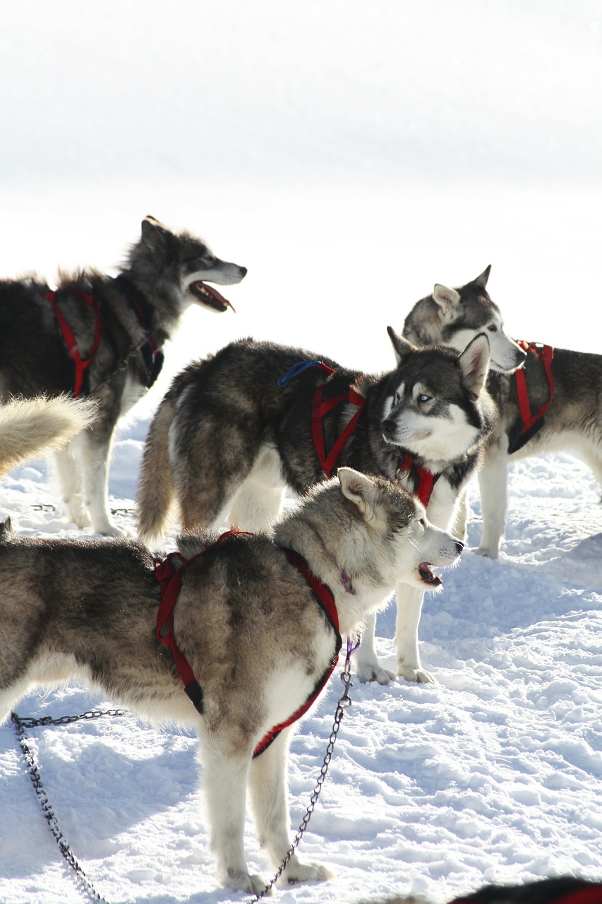 the echalp dogs queiras free photo