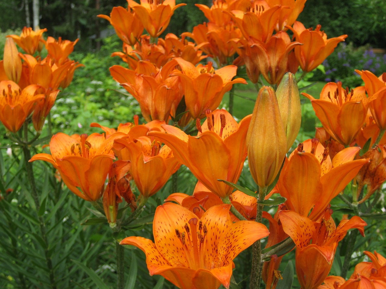 the emperor's crown brown lily garden free photo