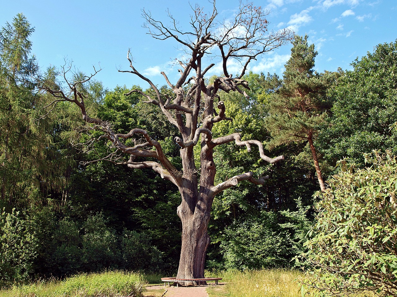 nature tree plant free photo