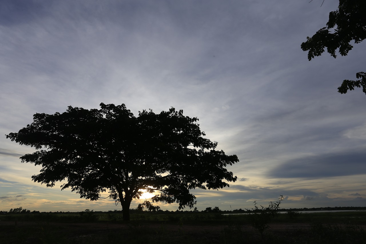 the evening light shadow wood sunset free photo