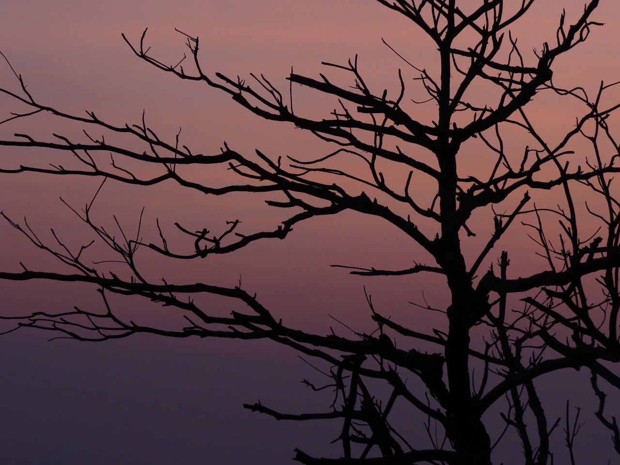 the evening sun branches silhouette free photo