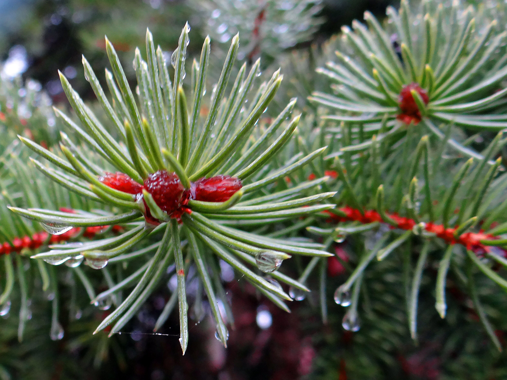 water droplets evergreen free photo