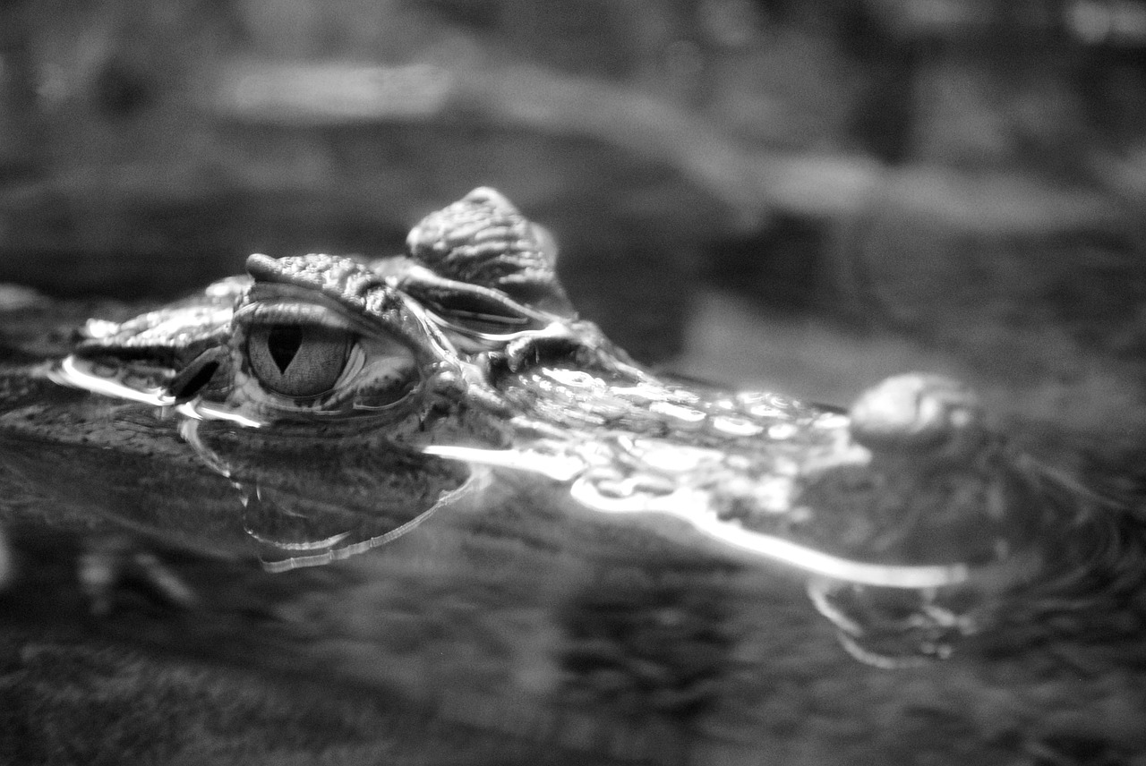 the eye of the crocodile aquatic predator black and white free photo