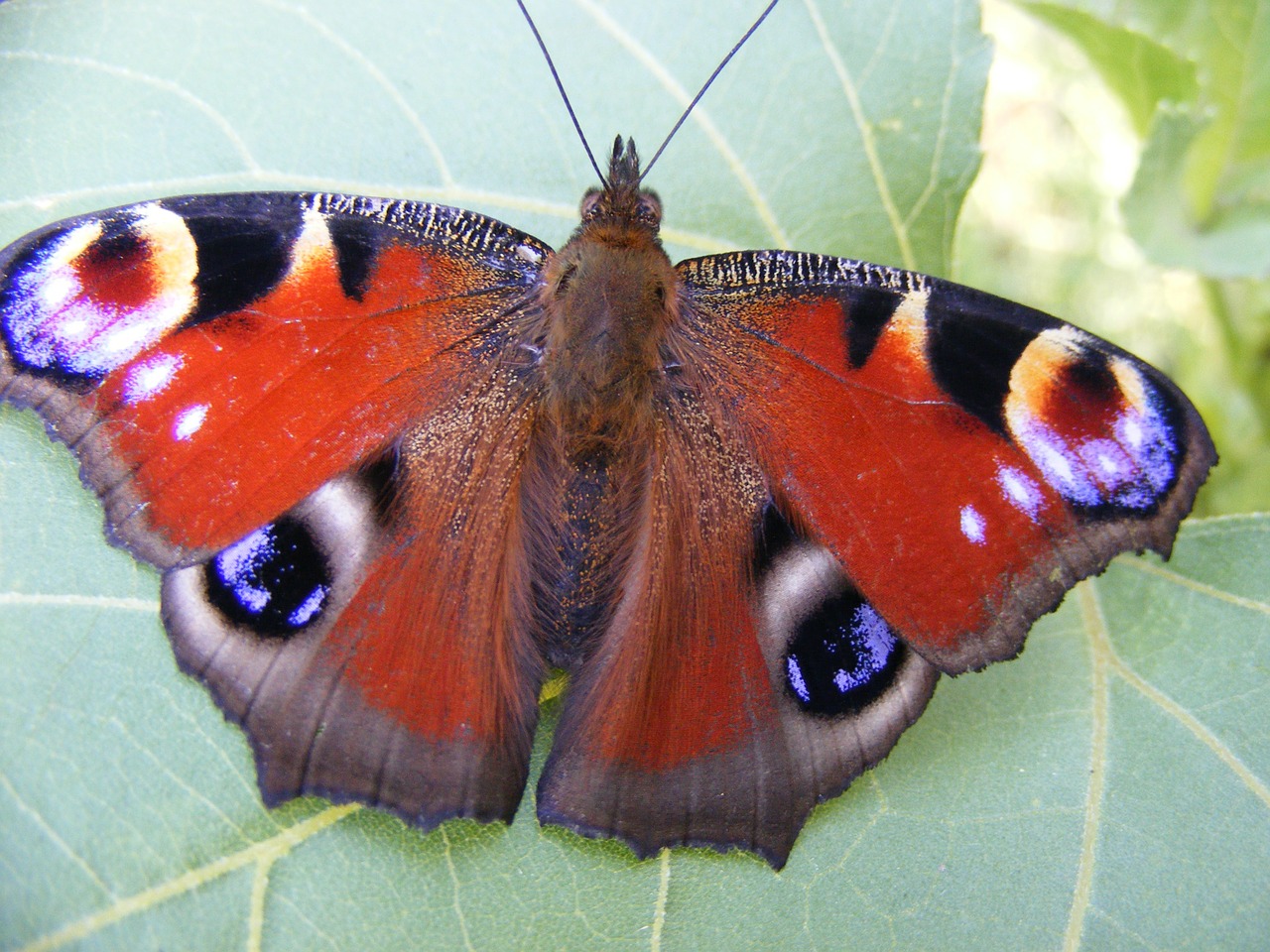 the eye of the peacock butterfly coloring free photo