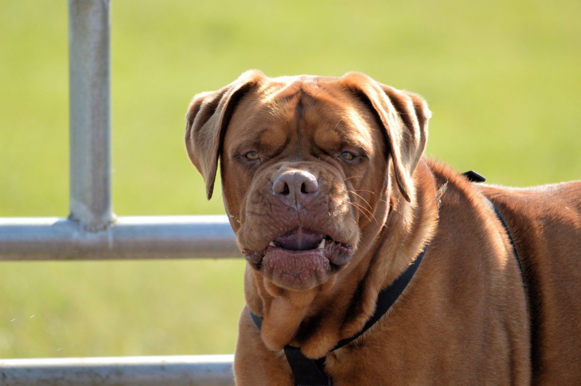 dog pet bordeaux free photo