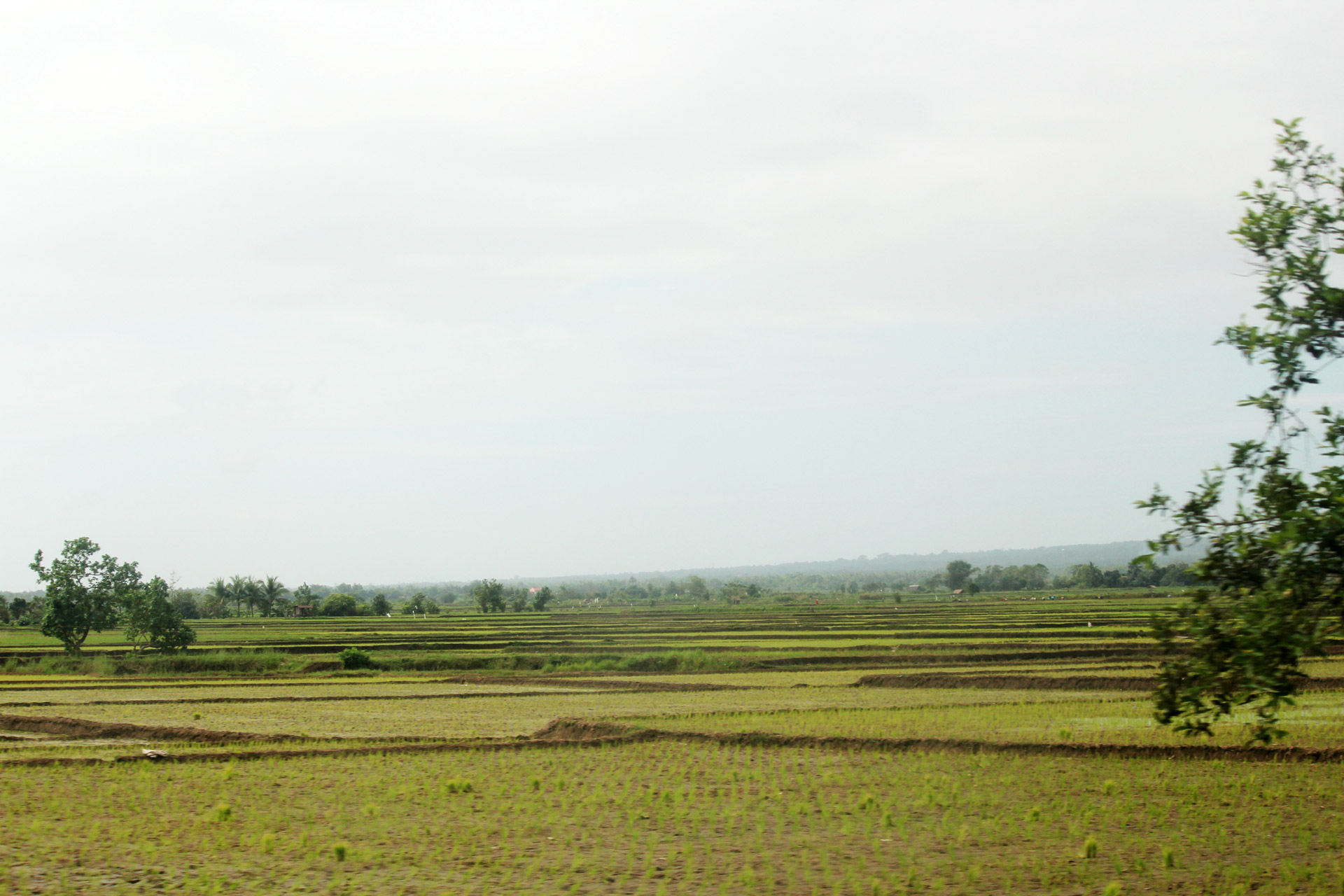 farm farmland trees free photo