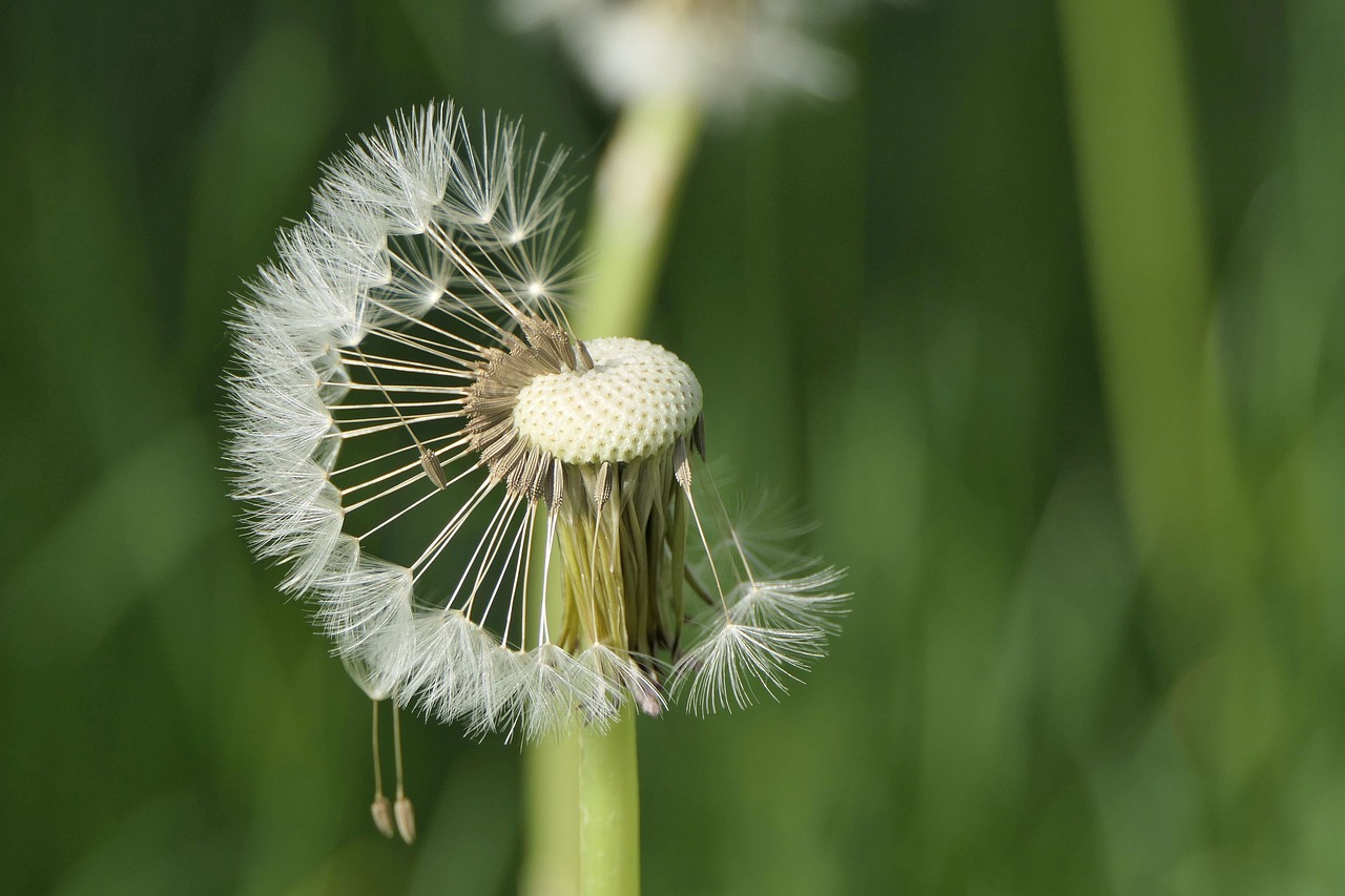 the fascination of the dandelion  flying seeds  dandelion free photo