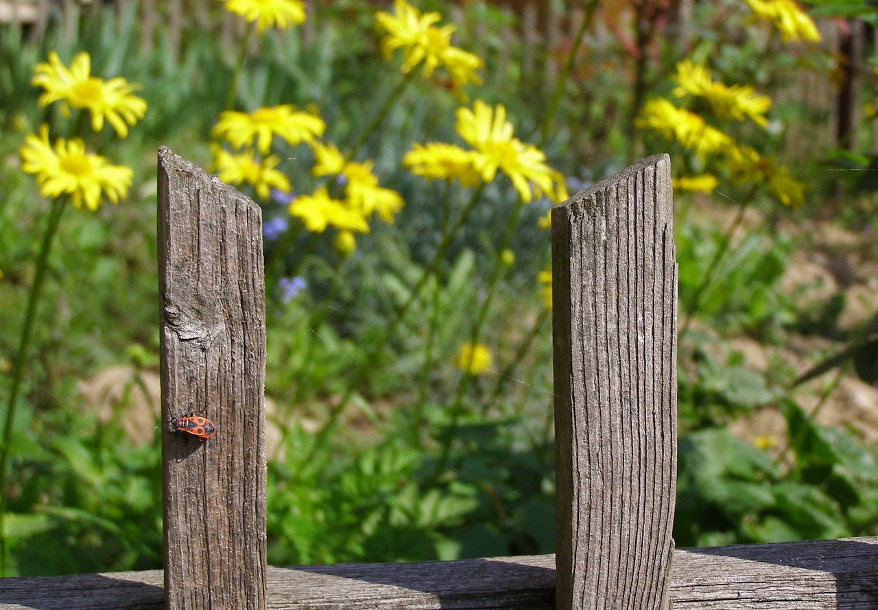 the fence garden insect free photo