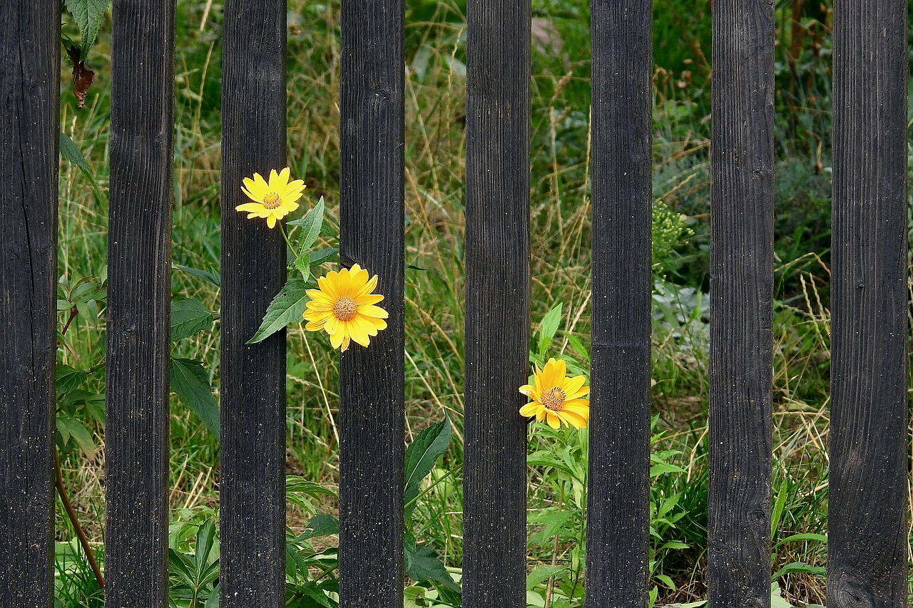 the fence  figure  flowers free photo