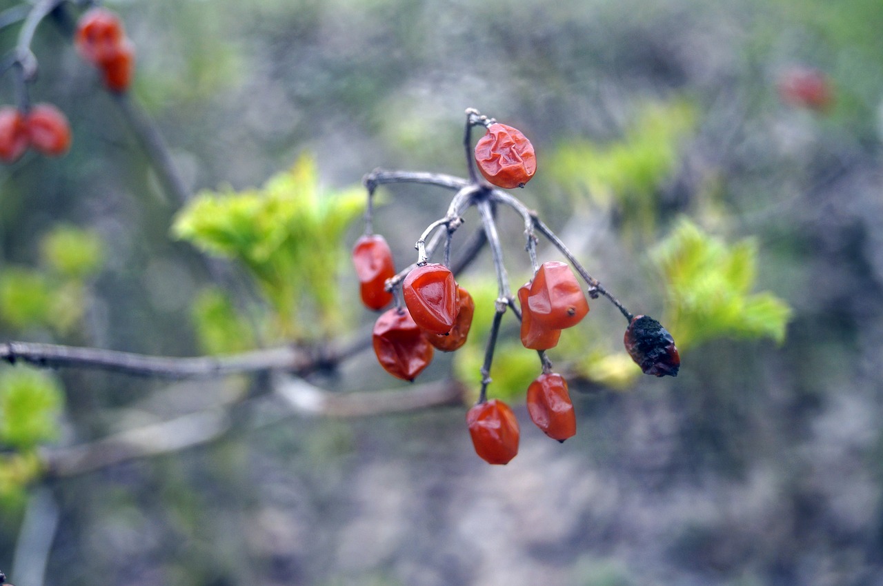 the fetus  autumn  nature free photo