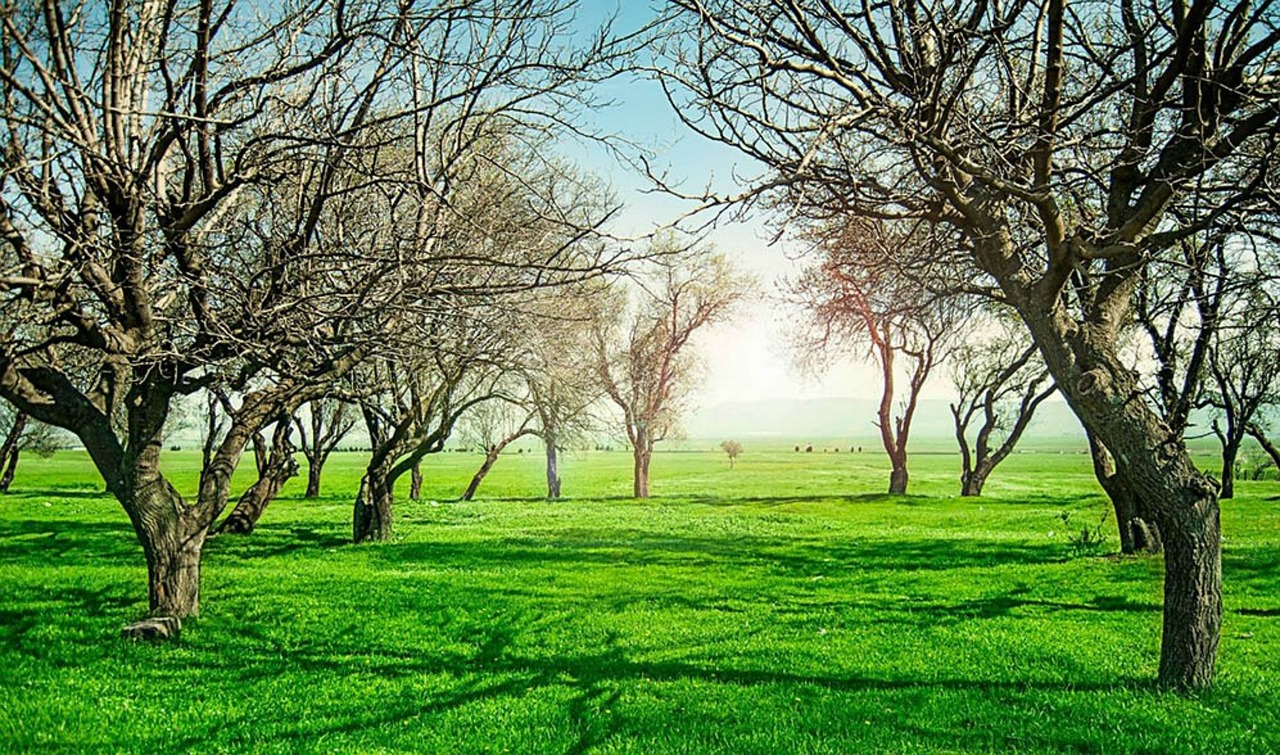 the field  trees  green free photo