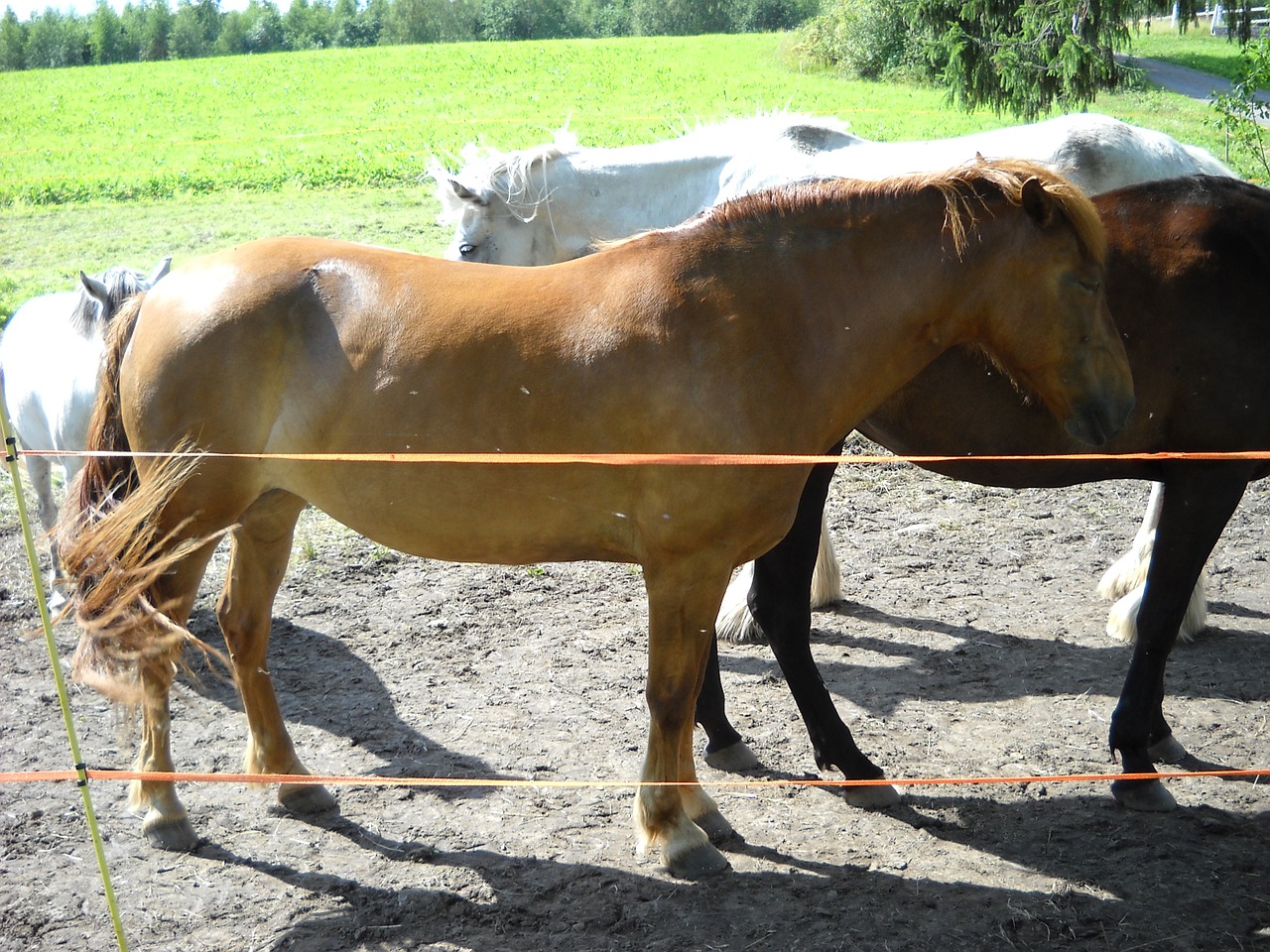 the finnish horse horse chestnut free photo