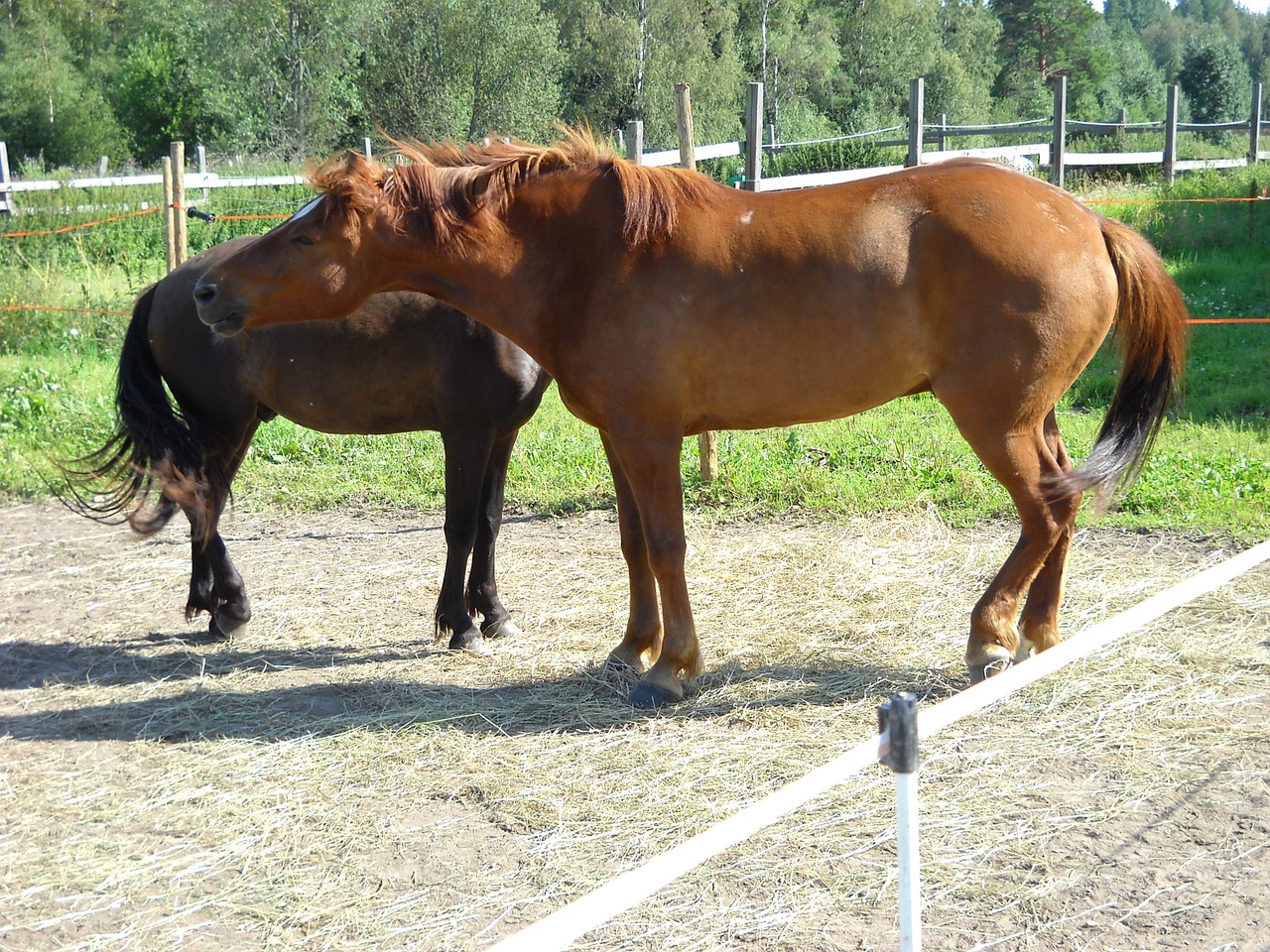 the finnish horse horse chestnut free photo