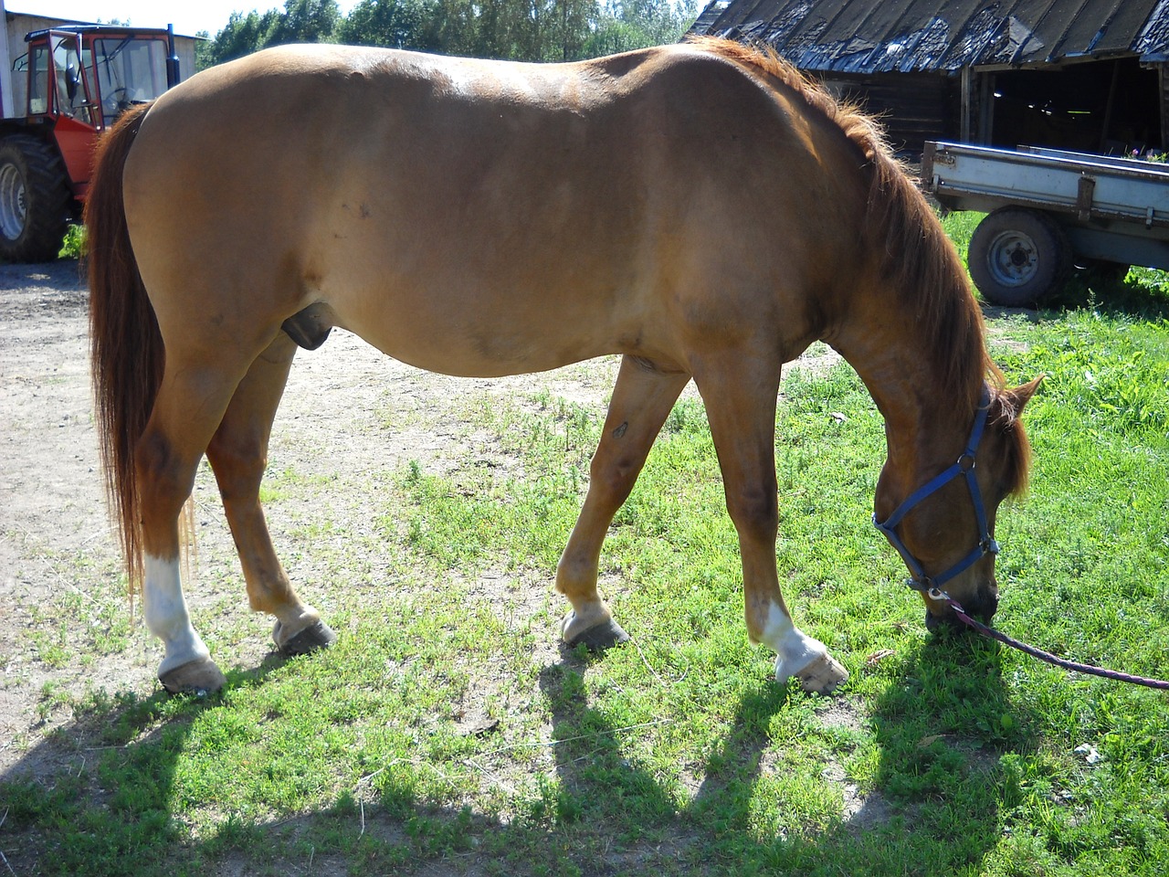 the finnish horse horse chestnut free photo