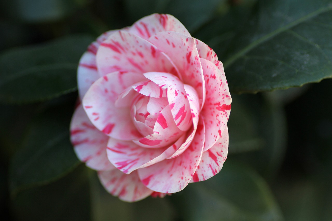 camellia flower pink free photo
