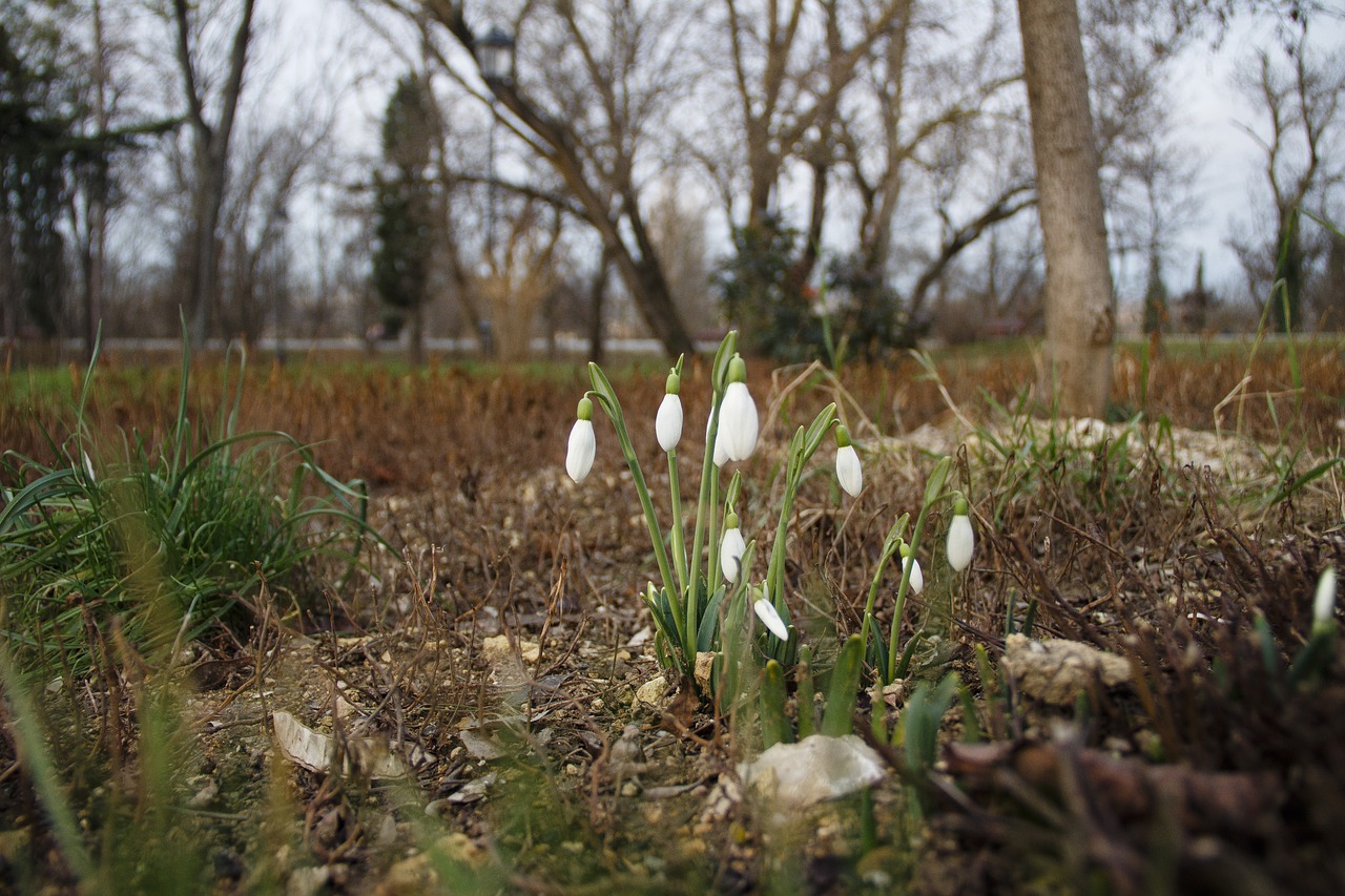 the first flowers  snowdrops  snowdrop free photo