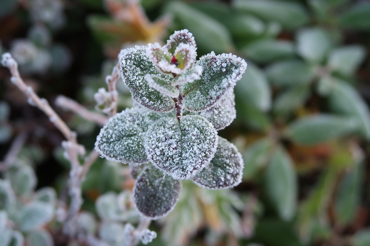 the first frost early autumn indian summer free photo