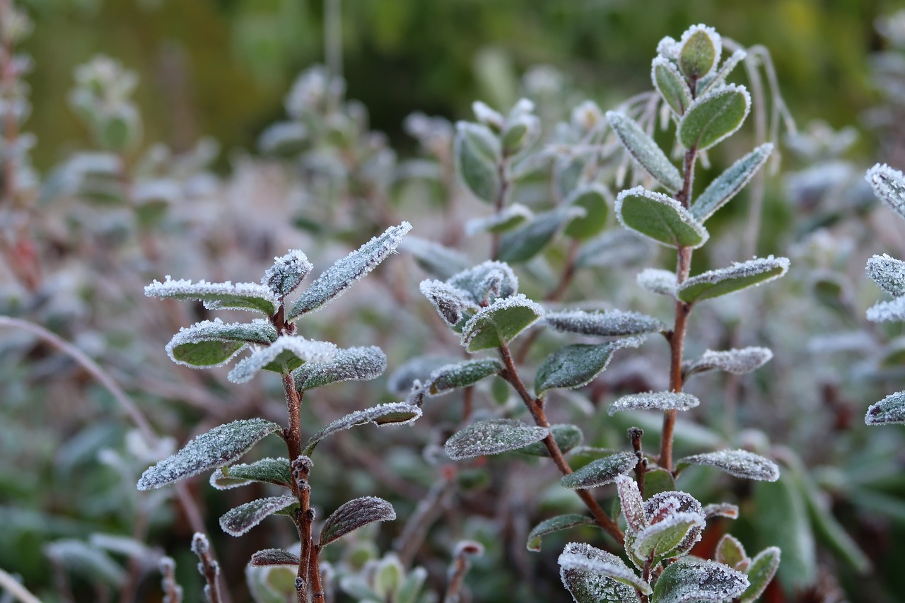 the first frost early autumn indian summer free photo