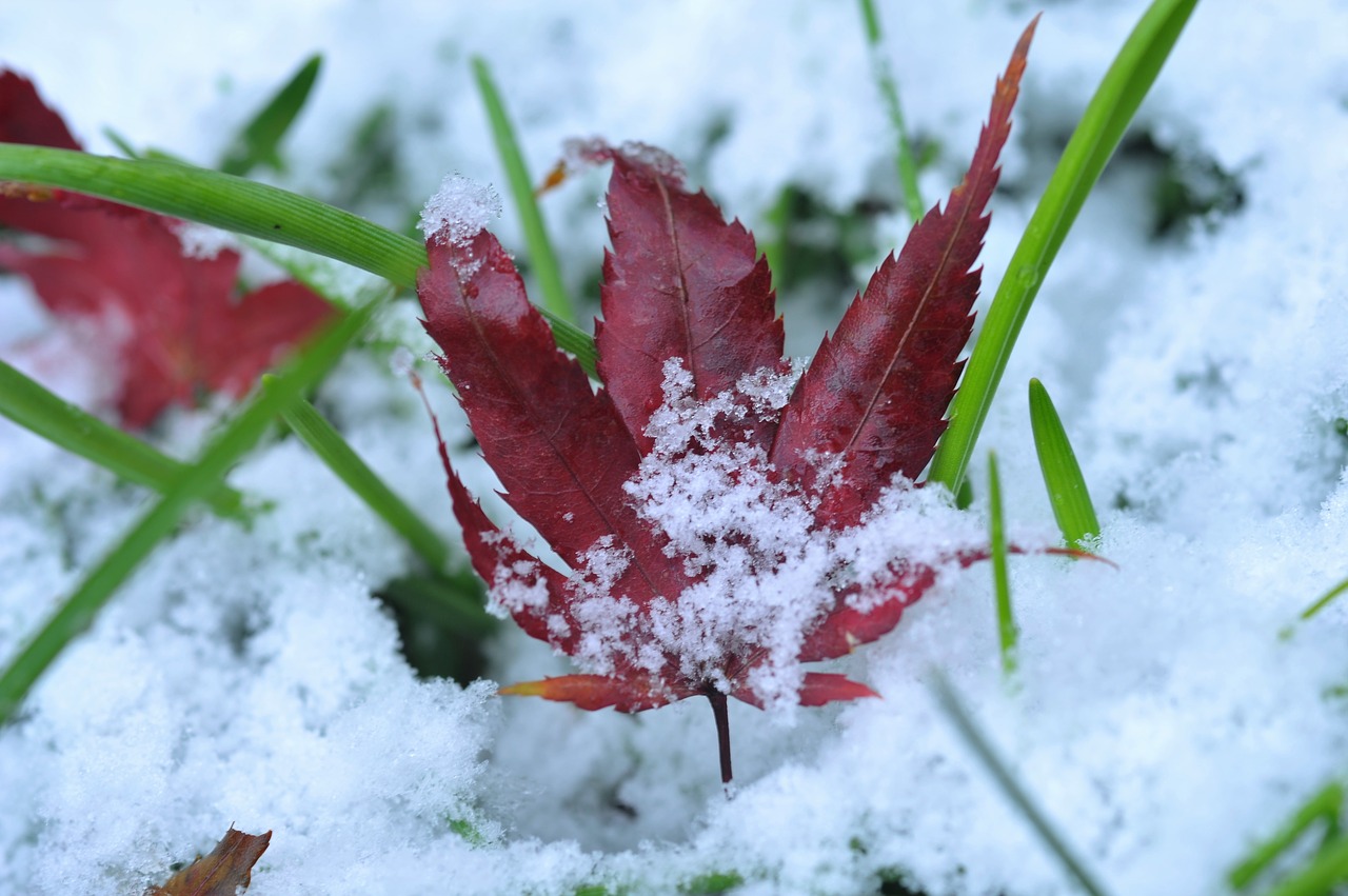 the first sight leaves maple leaf free photo